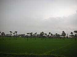 View at Kakinada Outskirts